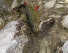 Trout Fishing in PA